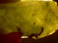 rocks3.webp