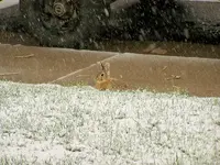 spring snow.webp