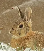 spring snow.webp