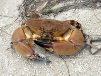 florida-stone-crab-info.jpg