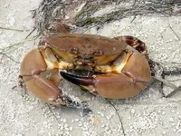 florida-stone-crab-info.webp