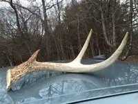 Deer Antler.webp
