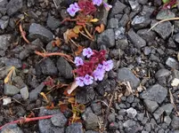 K1600_003.webp