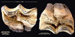 horse_equus_upper.webp