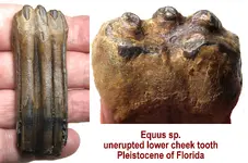horse_unerupted_lower.webp horse_unerupted_lower.webp