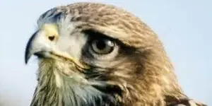 hawk.webp