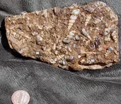 more specimens 010.webp