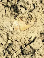 Pistol Bullet with wading new permission.webp