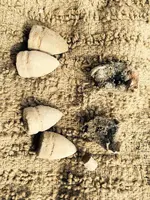 Pistol Bullets with wading and cap new permission.webp