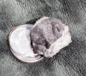 more specimens 001.webp