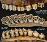 deer_maxilla.webp