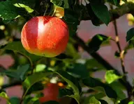 apple.webp
