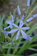 camas.webp