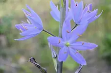 camas3.webp
