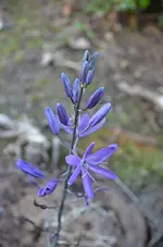 camas6.webp