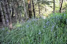 camas8.webp
