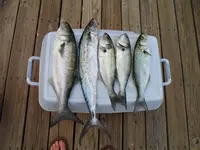 Today's catch 001.webp