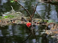 066.webp