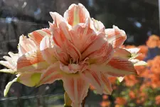 003a.webp