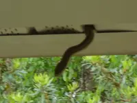 rat snake 001.webp