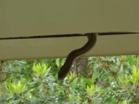 rat snake 002.webp