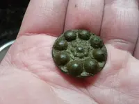 button front resized.webp