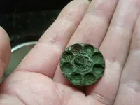 button back resized.webp