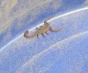 scorpion.webp