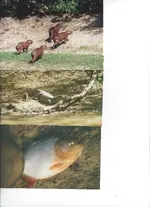 Bolivia2.webp