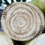 banana.webp
