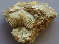 Fossil-YardShellBunch2015-Img_6227CSSS.webp