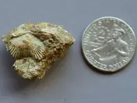 Fossil-YardShellBunch2015-Img_6227SSS.webp