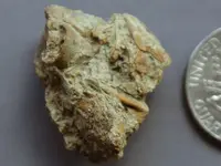 Fossil-YardShellBunch2015-Img_6228SSS.webp