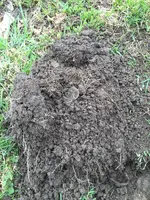 ImageUploadedByTreasureNet.com1429903849.718045.webp