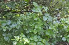 _DSC0697.webp