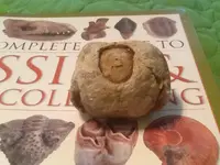 ImageUploadedByTreasureNet.com1429910536.606873.webp