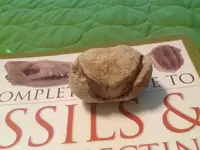 ImageUploadedByTreasureNet.com1429910589.079377.webp