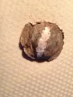 ImageUploadedByTreasureNet.com1429336126.941912.webp