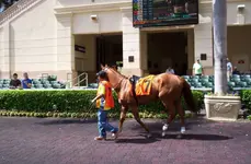horse1.webp horse1.webp