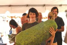 giantpickle.webp