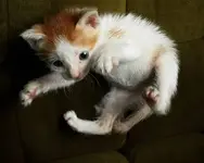 hover-kitten.webp
