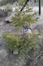 stick stop 2.webp
