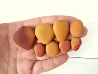 mustard 3.webp