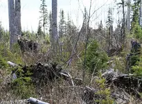 Moose Cow Sized.webp