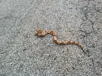 Snake.webp