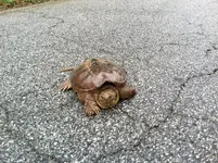 turtle.webp