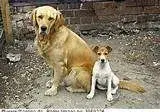 ImageUploadedByTreasureNet.com1431103402.684303.webp