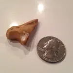 ImageUploadedByTreasureNet.com1429407005.572870.webp