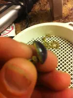 ImageUploadedByTreasureNet.com1431114567.277263.webp