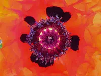 026.webp